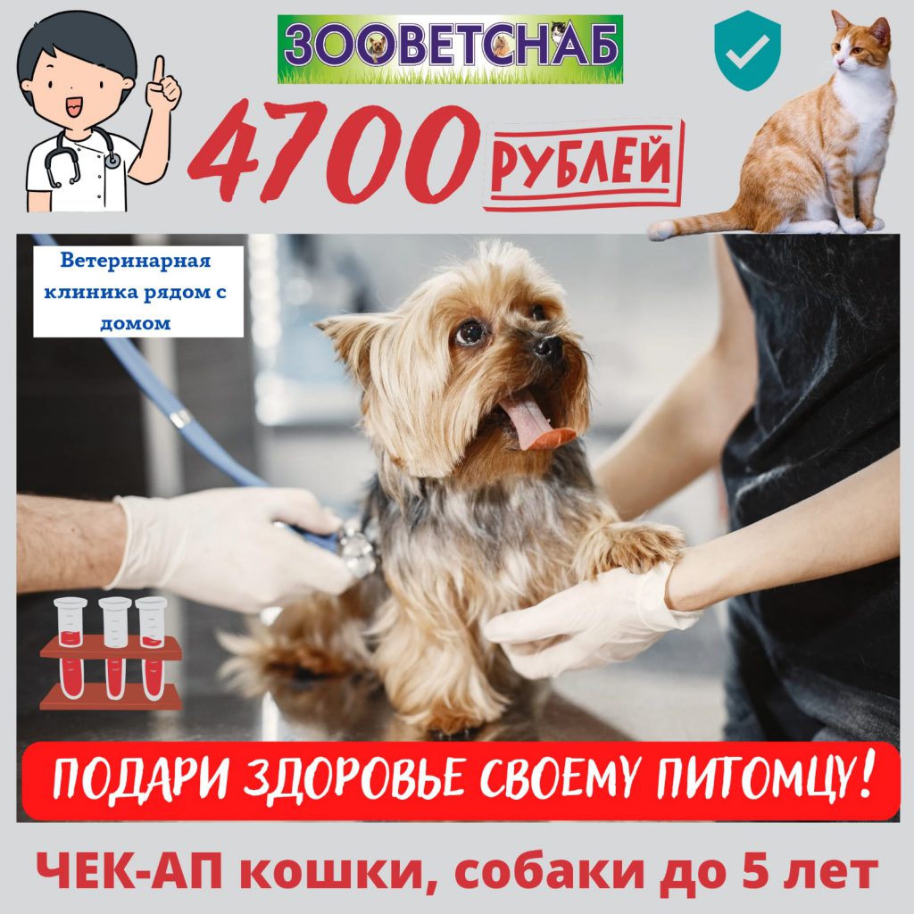 Чек-ап (комплексная диагностика) включает в себя:
