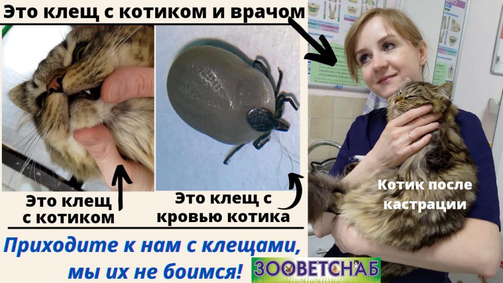 Клещ – не насекомое