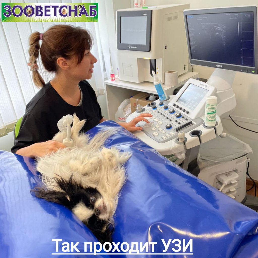УЗИ внутренних органов, скрининг (ЭХО) сердца