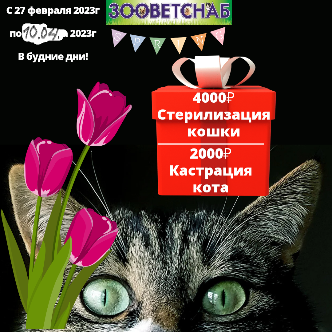 зооветснаб спб. зооветснаб реутов. зооветснаб ул г и котовского 9 отзывы. зооветснаб реутов. ветеринарная клиника на котовского 9.