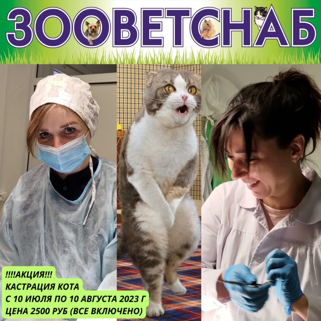 Кастрация здорового кота 2500 руб.